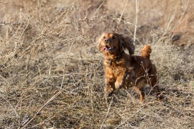 çim neşeli Spaniel
