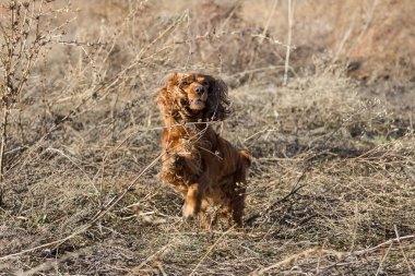 Kuru ot içinde İspanyol