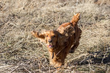 Kuru ot içinde komik Spaniel
