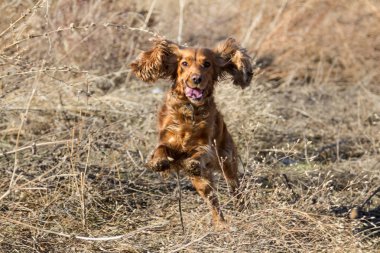 İspanyol ise avcılık olarak bir atlama