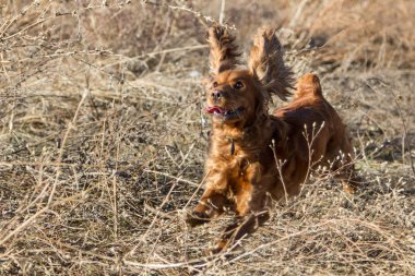 Kuru otların arasında çalışan İspanyol