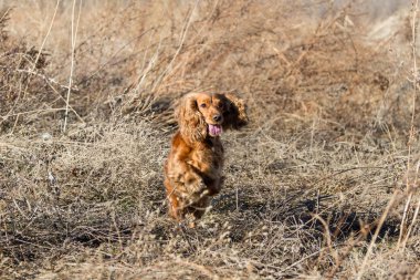 İspanyol atlama başlangıç