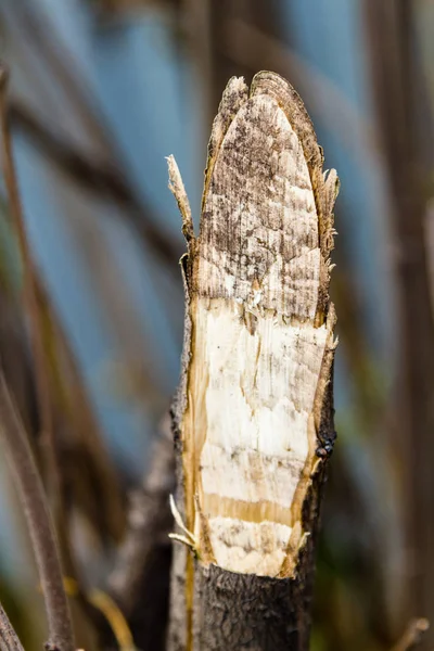 Fällung der Äste — Stockfoto