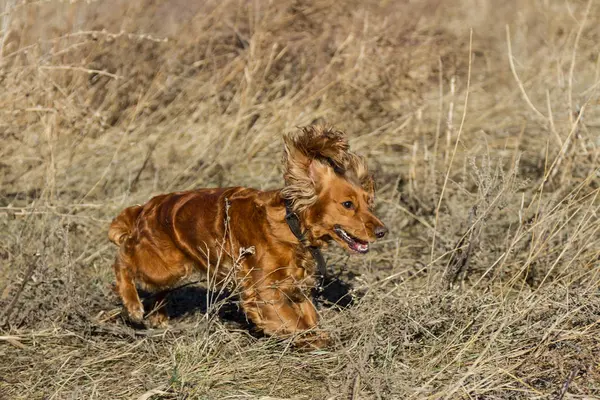 Spaniel jakt i gräset — Stockfoto