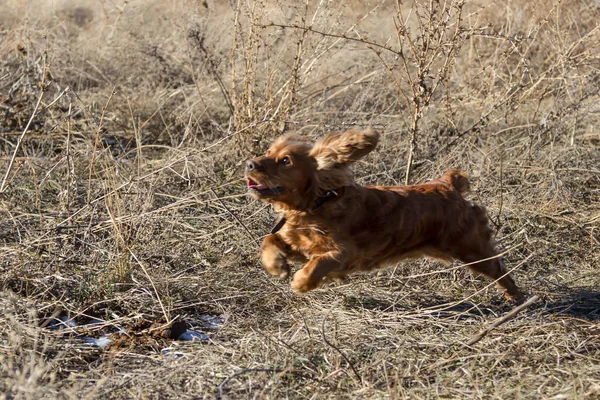 Cocker Spaniel saltando sobre a grama — Fotografia de Stock