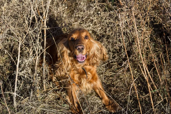 Spaniel sitting in dry grass — Stock Photo, Image