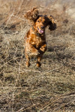 İspanyol kuru ot atlama