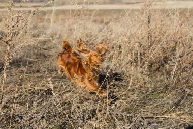 İspanyol kuru ot içinde atlama