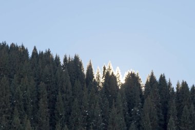 çam ağaçları üstleri güneş