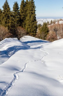 Karlı bir orman hayvan parça