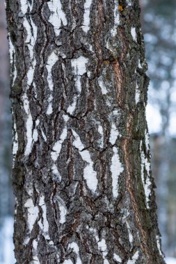 kaba huş ağacı kabuğu gövde