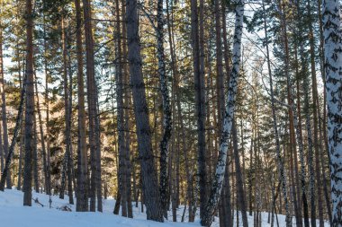 Orman kışın dağlarda