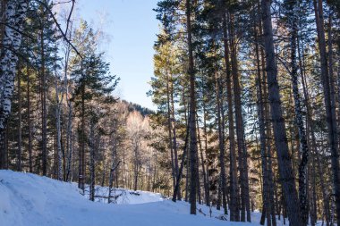 kayakçılar için ormanda yol