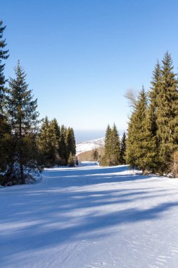 yolun ormanın Kazakistan'ın içinden Kayak