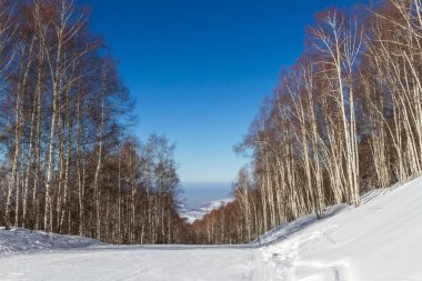 ağaçların arasından kayak pisti
