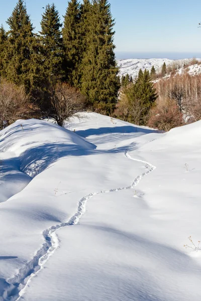 Karlı bir orman hayvan parça