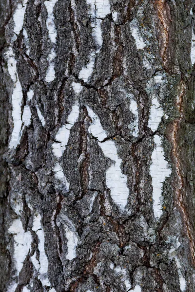 Berken bast op de stam — Stockfoto