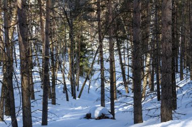 Kış içinde orman Dağları