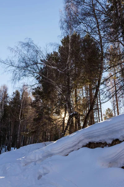 Сонце на деревах взимку — стокове фото