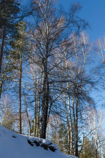 Zon op winter berk — Stockfoto