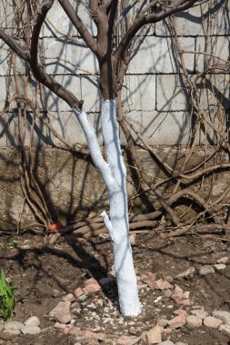 Bahar badana ve ağaçların budama