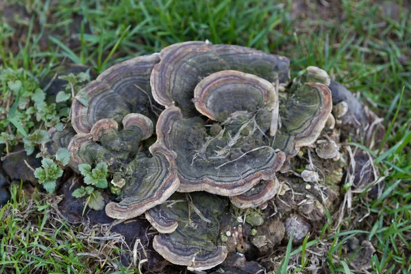 Multicolored wood mushroom — Stock Photo, Image