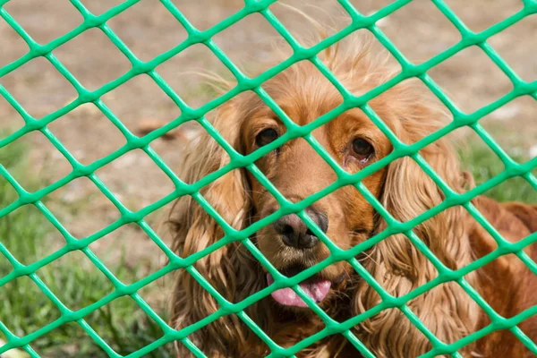 Spaniel through the net of rabitsa — Stock Photo, Image