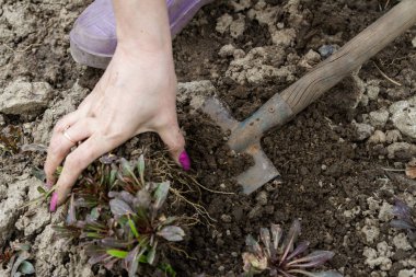 Bir kadın bahar bitkiler kadar kazılar