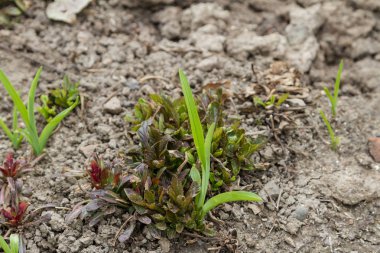 Yabani çiçekler arasında çimlenme