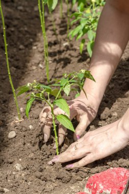 Kadın biber koyarak