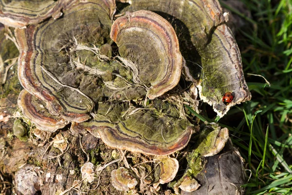 木製菌とてんとう虫 — ストック写真