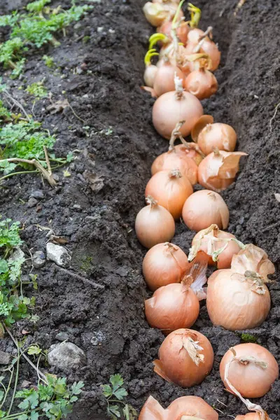 Uzun bir satırda bir yay açılış — Stok fotoğraf