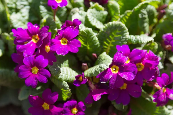 The first flowers are purple — Stock Photo, Image