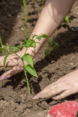Toprağa ekilen biber