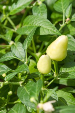 Bir Bush unripened biber