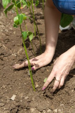 Bahçede dikim bahar