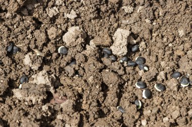 Bahar dekoratif fasulye dikim