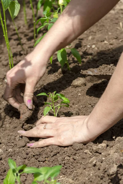 Kadınların elleri ile dikim biber