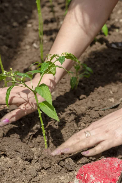 Toprağa ekilen biber