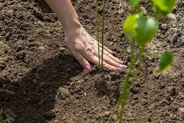 La mano de una mujer suaviza la tierra Imagen De Stock