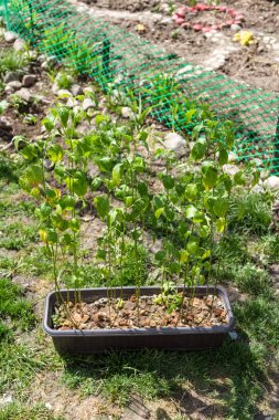 Yalak biber filizi ile