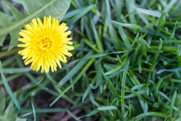 Une fleur d'un pissenlit jaune — Photo