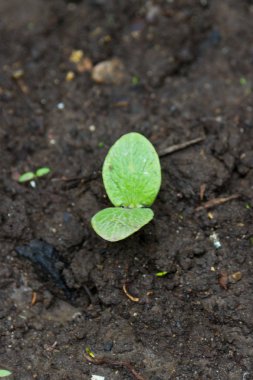 Baklagiller topraktan filiz