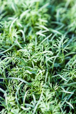 Genç fidan ilk ile dereotu yaprakları