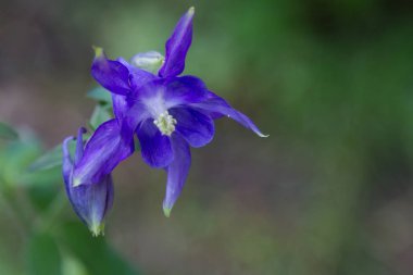 Bulanık bir arka plan üzerinde kocaman mavi çan çiçeği