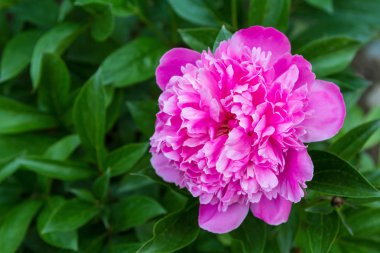 Pembe şakayık çiçeği bir Bush arasında Yeşiller