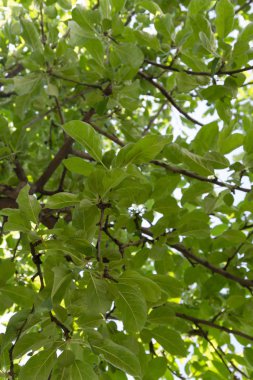 Elma ağacı sıfırdan yeşil yeşillik manzaralı