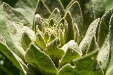 Yeşil bitki Kazakistan'da büyüyen bir lily formun