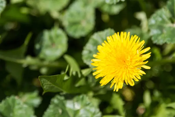 Bela Flor Dente Leão Amarelo Entre Folhas Verdes — Fotografia de Stock