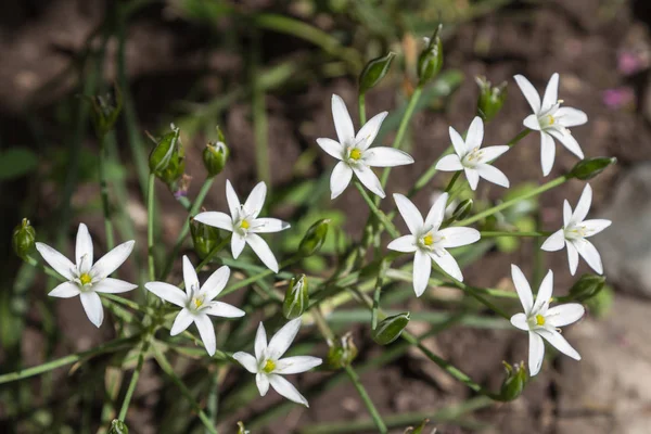 Dağ çiçek edelweiss beyaz renk çiçek yatağı üzerinde büyüyen
